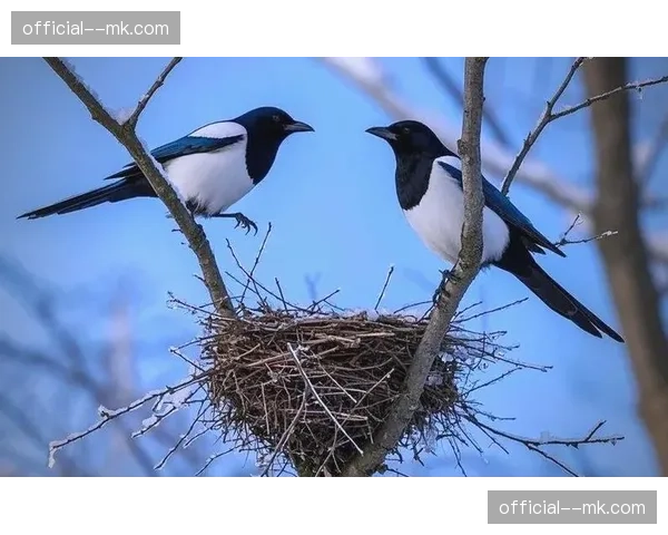 喜鹊边路进攻威胁依旧 但中场衔接出现断层问题